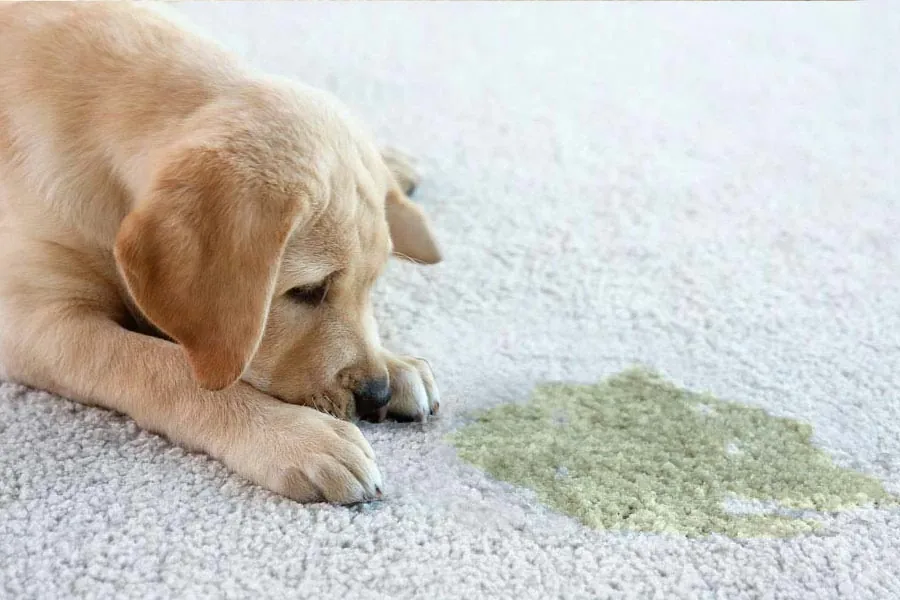 A puppy lying on light carpet next to a pet stain