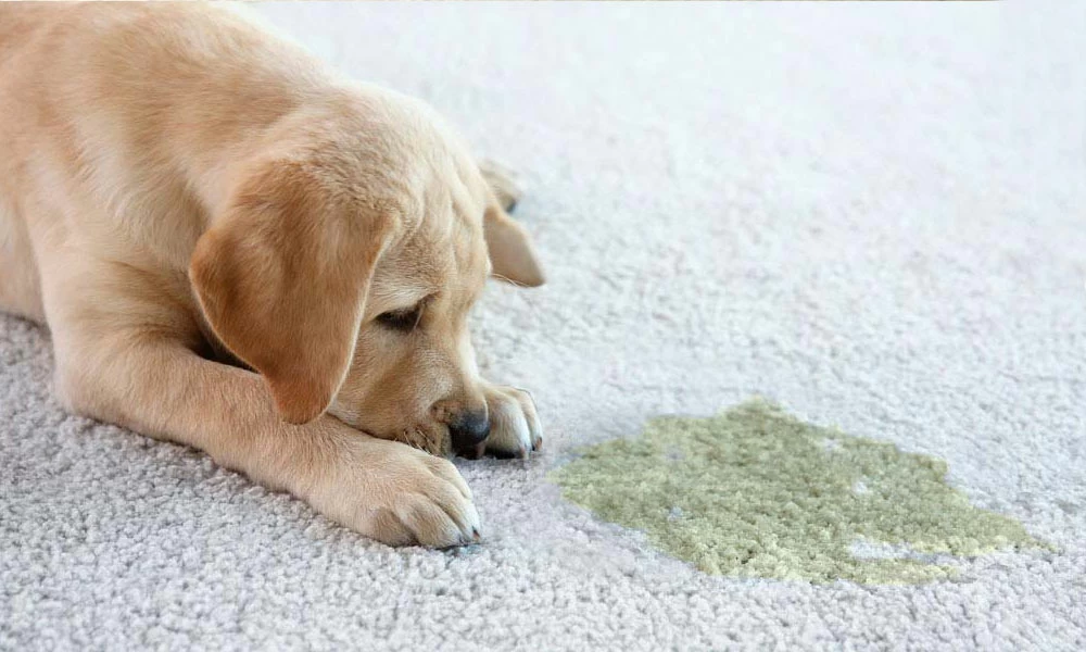 Dog lying on carpet beside a pet urine stain before enzyme treatment