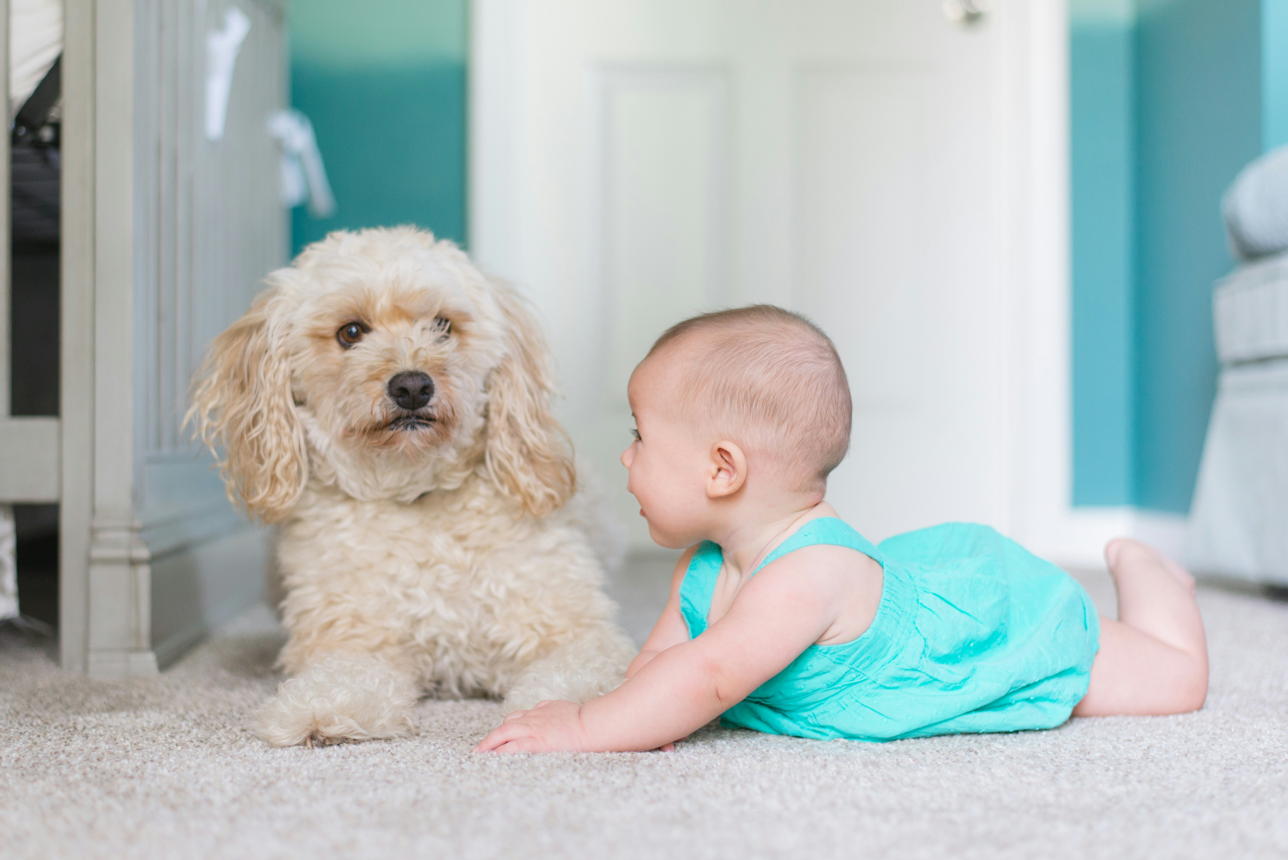 A baby and a fluffy dog resting on freshly cleaned, soft carpet in a Lehi, Utah home